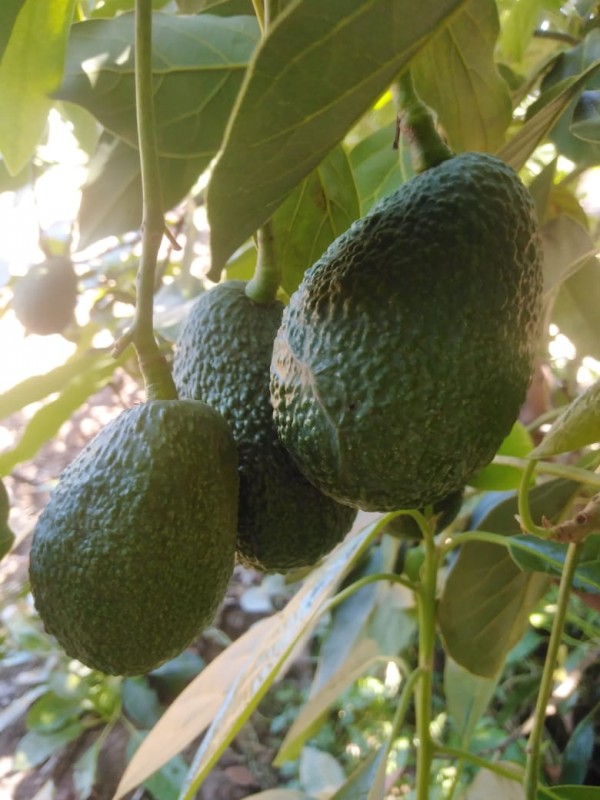 Hass & Fuerte Avocados from Kenya from Kenya